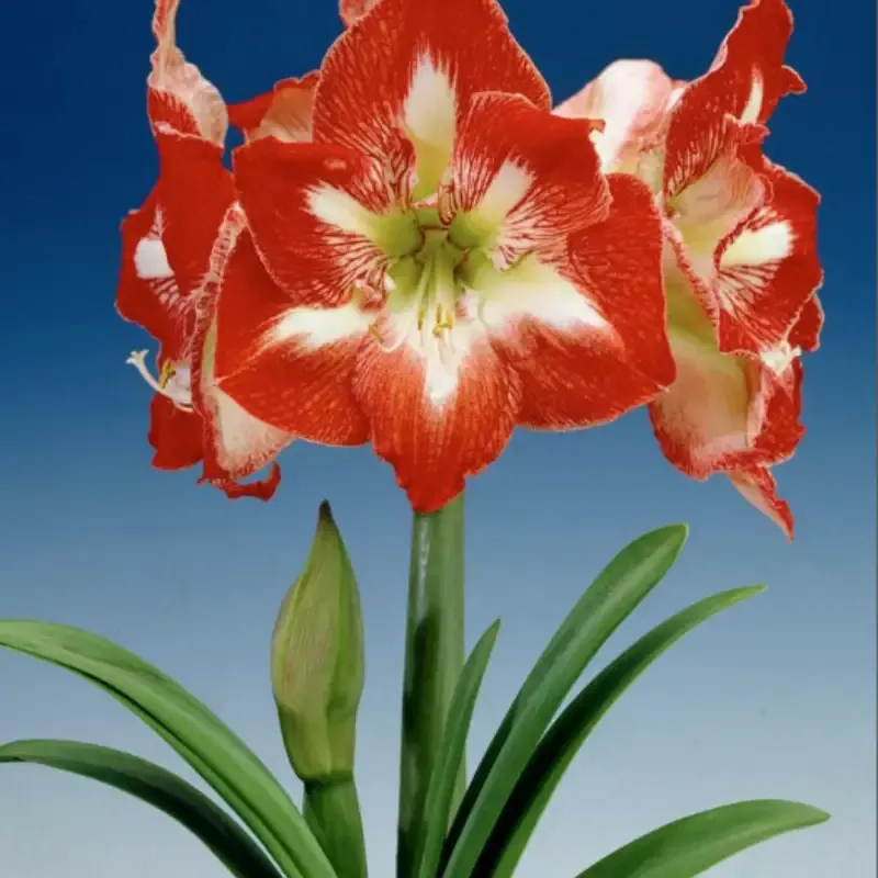 1-amaryllis-dutch-minerva-size-36-38-cm-beautiful-blooms-free-shipping-flower-fi 1 Amaryllis Dutch ‘Minerva’ Size 36/38 cm – Beautiful Blooms – Free Shipping – Flower Field Bulbs Shipped from Hand Picked Nursery