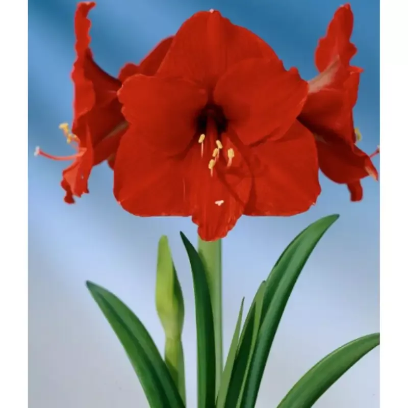 1-amaryllis-peruvian-olaf-size-36-38-cm-beautiful-blooms-free-shipping-flower-fi 1 Amaryllis Peruvian ‘Olaf’ Size 36/38 cm – Beautiful Blooms – Free Shipping – Flower Field Bulbs Shipped from Hand Picked Nursery