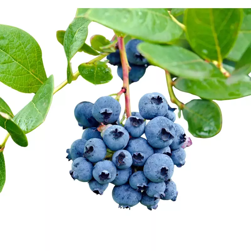 1-emerald-vaccinium-blueberry-plant-1-quart-sized-plant-ship-bare-root-10-to-12- 1 ‘Emerald’ Vaccinium Blueberry Plant – 1 Quart SIZED PLANT Ship Bare Root 10″ to 12″ in size!