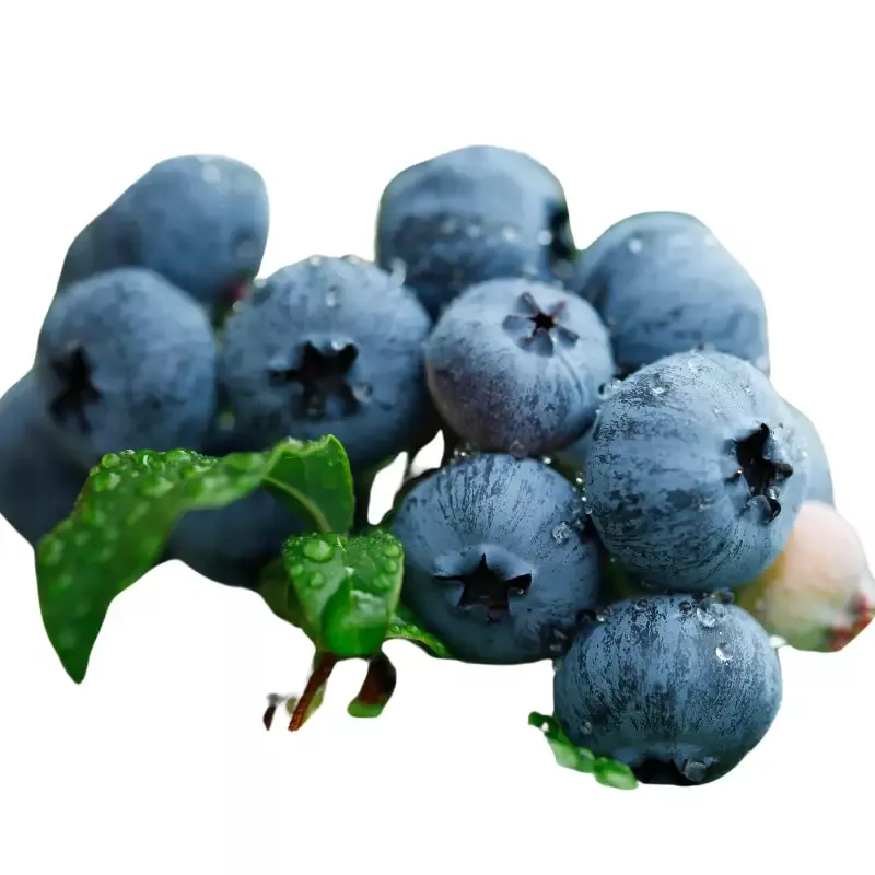 1-sweetcrisp-vaccinium-blueberry-plant-1-quart-sized-plant-ship-bare-root-10-to- 1 ‘Sweetcrisp’ Vaccinium Blueberry Plant – 1 Quart SIZED PLANT Ship Bare Root 10″ to 12″ in size!