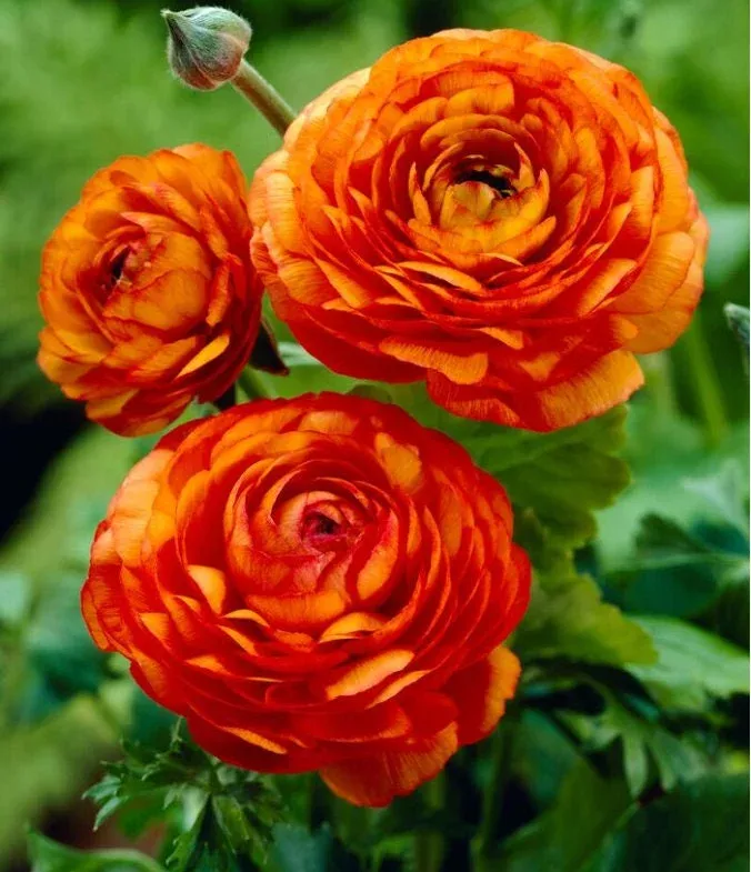10 Orange Ranunculus Bulbs – Jumbo Size – Ideal for Cut Flowers – HZ 8-10