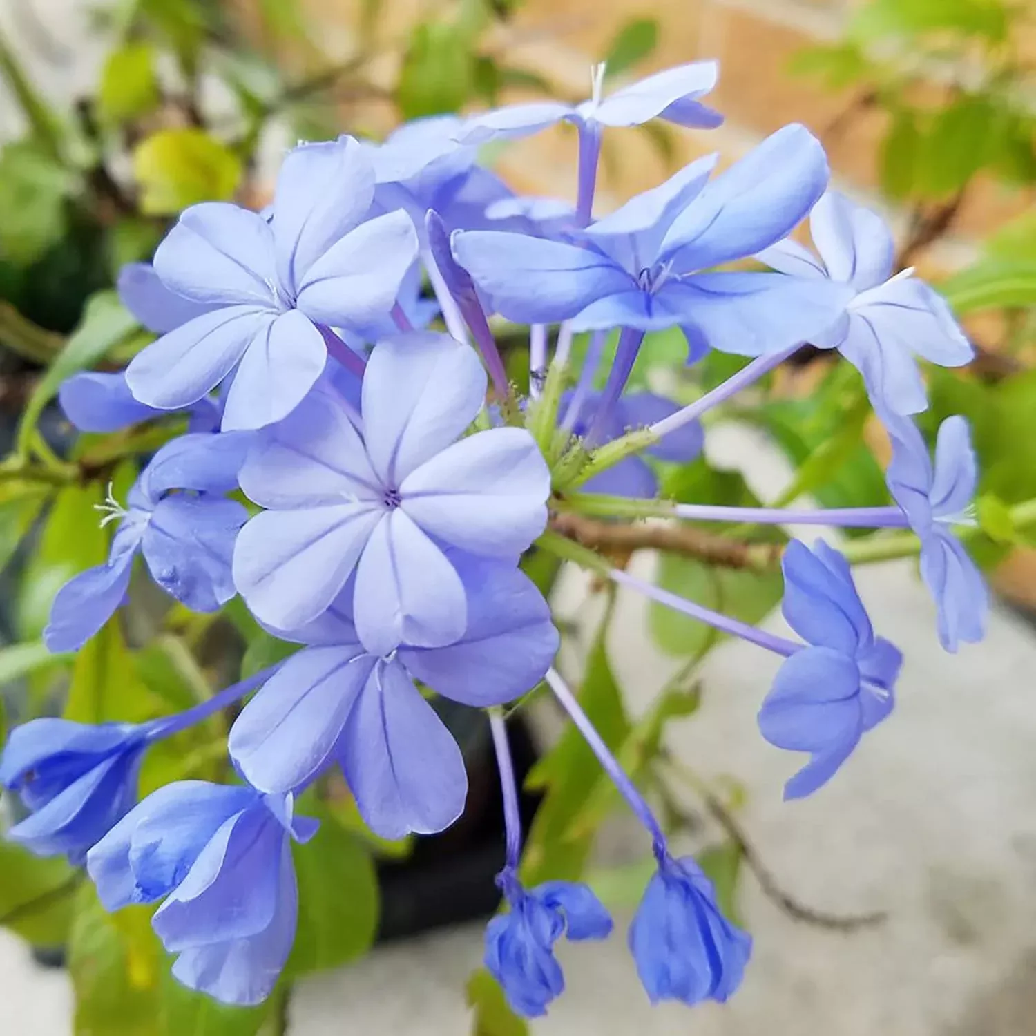10-pcs-blue-plumbago-seeds 10 Pcs Blue Plumbago Seeds