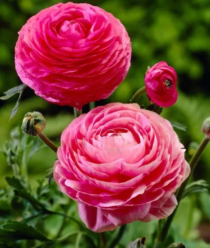 10 Pink Ranunculus Bulbs – Jumbo Size for Vibrant Spring Flowers – Outdoor