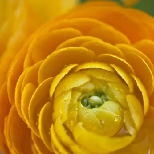 10 Yellow Ranunculus Bulbs – Jumbo Size – Vibrant Blooms for Garden