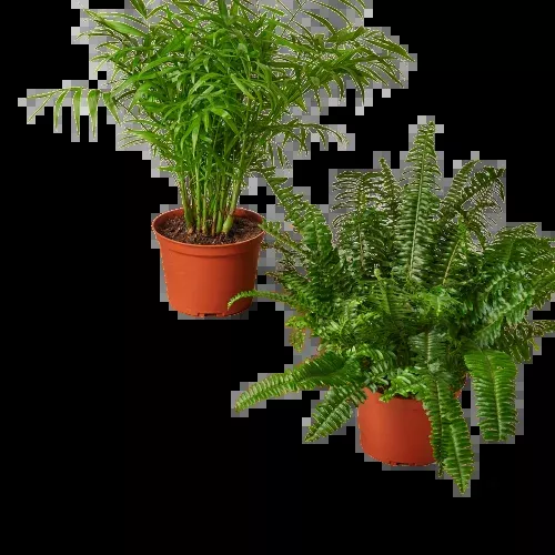 2 - 6" Pet-Friendly Plants Premium Subscription box
