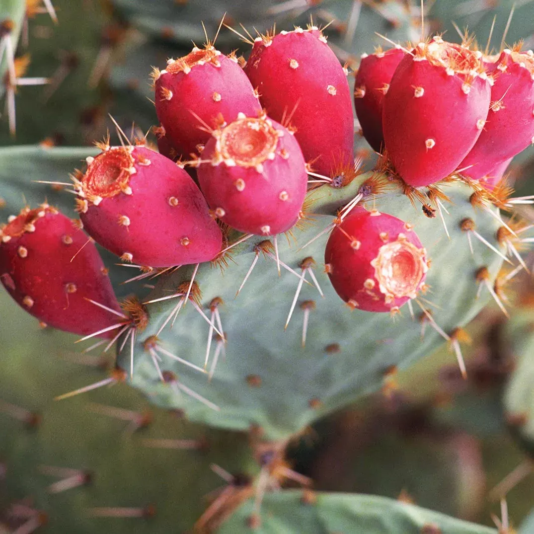 20-red-cactus-prickly-pear-seeds 20 Red Cactus Prickly Pear Seeds