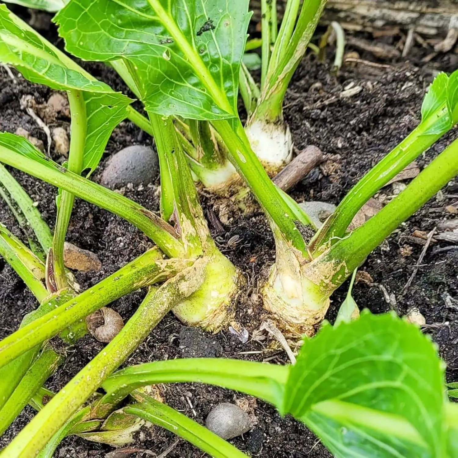 200-pcs-horseradish-seeds 200 Pcs Horseradish Seeds