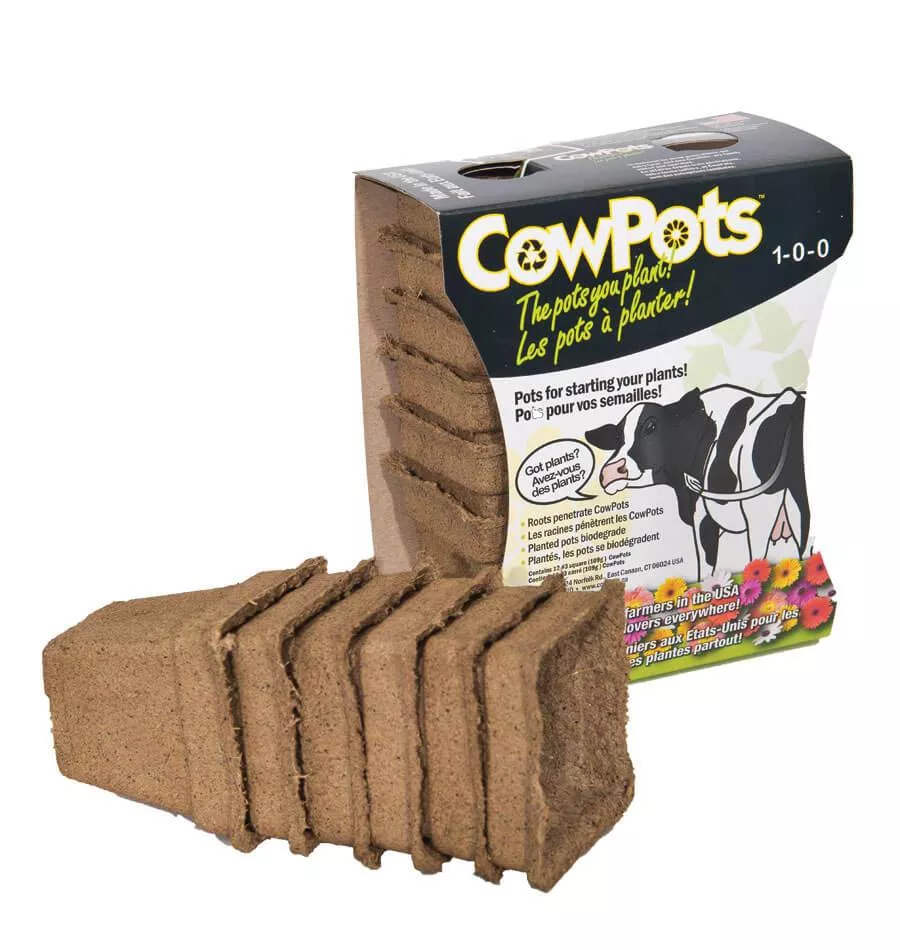 4 Inch Cow Pots - 12pk