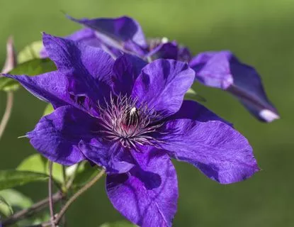 50-dark-purple-clematis-seeds 50 Dark Purple Clematis Seeds