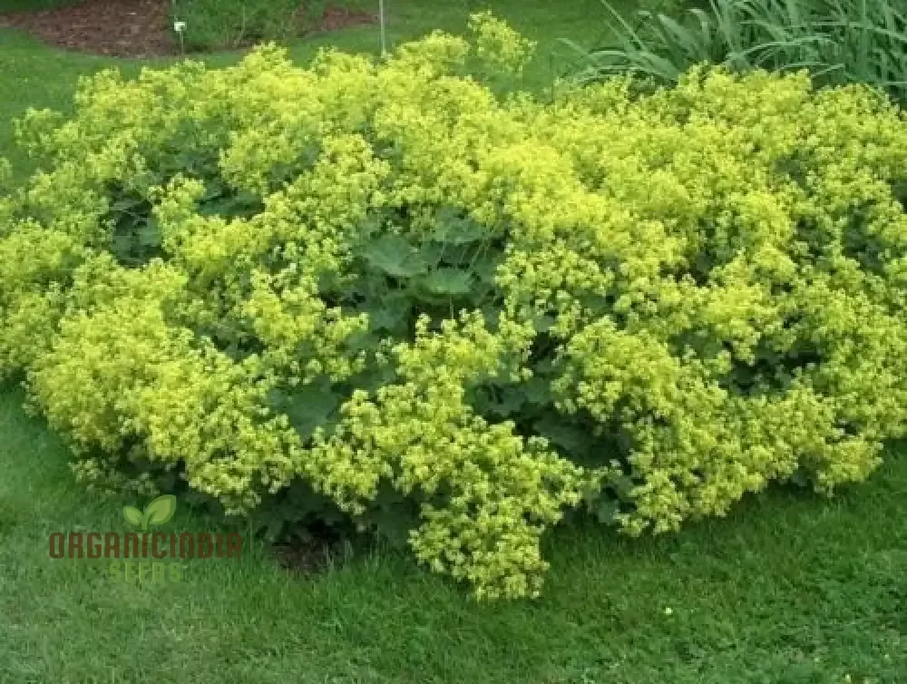 60-green-alchemilla-mollis-plant-seeds-alchemilla-mollis-seeds-60pcs-green-alche 60 Green Alchemilla mollis Plant Seeds, Alchemilla mollis Seeds 60pcs, Green Alchemilla mollis 60 Seed Pack