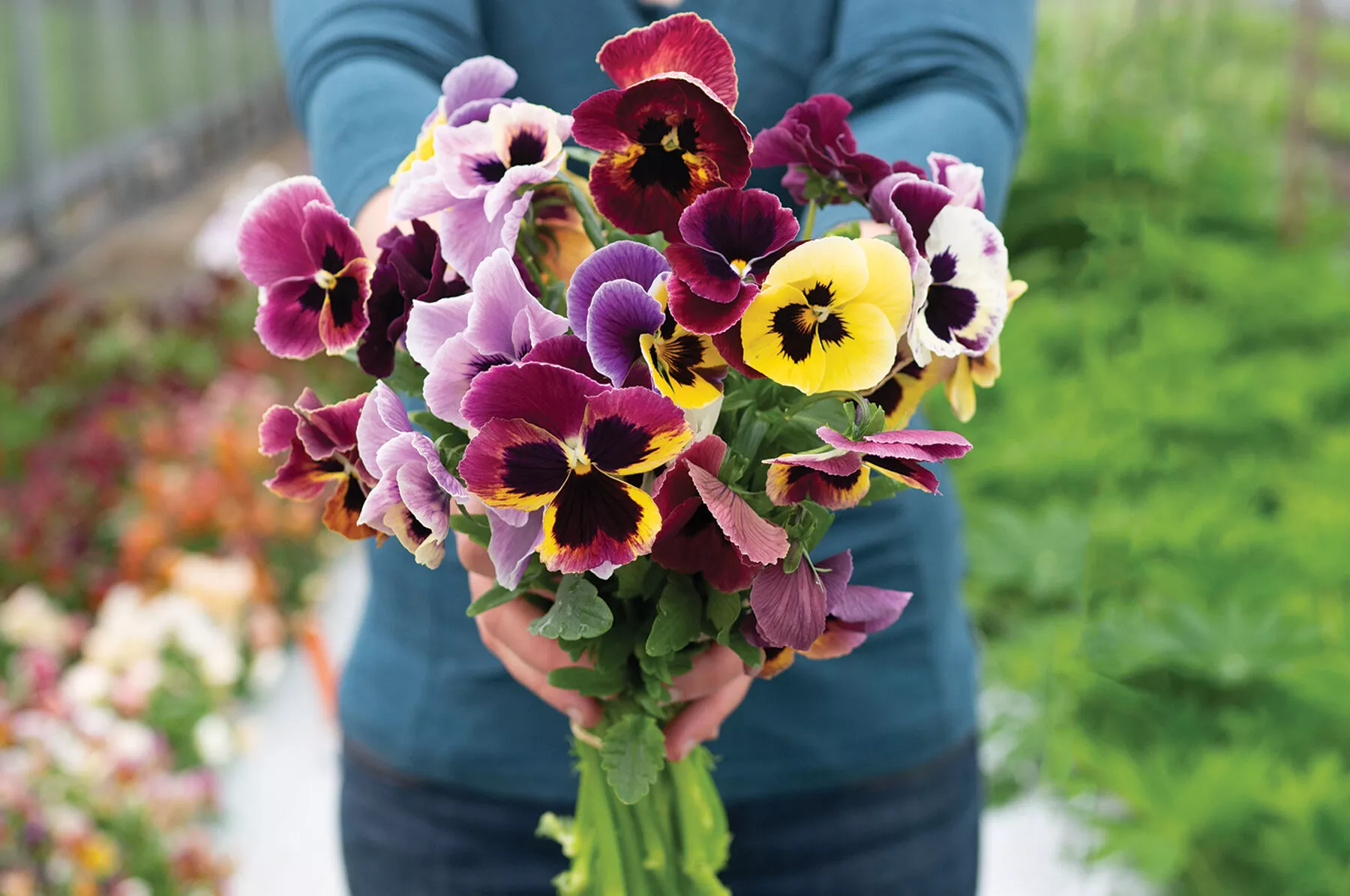 Aalsmeer King Size Mix Viola Seed