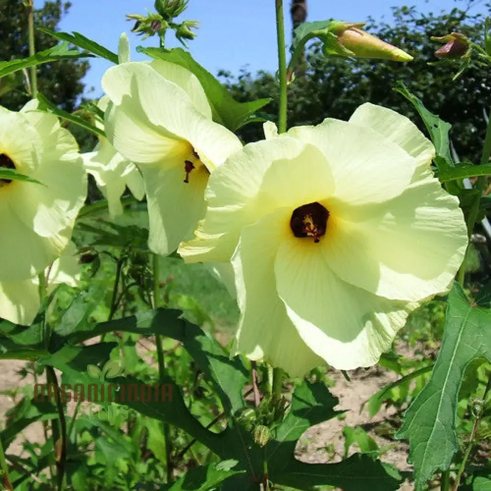 abelmoschus-manihot-seeds-exotic-garden-bloom-variety-unique-landscapes Abelmoschus Manihot Seeds – Exotic Garden Bloom Variety for Unique Landscapes