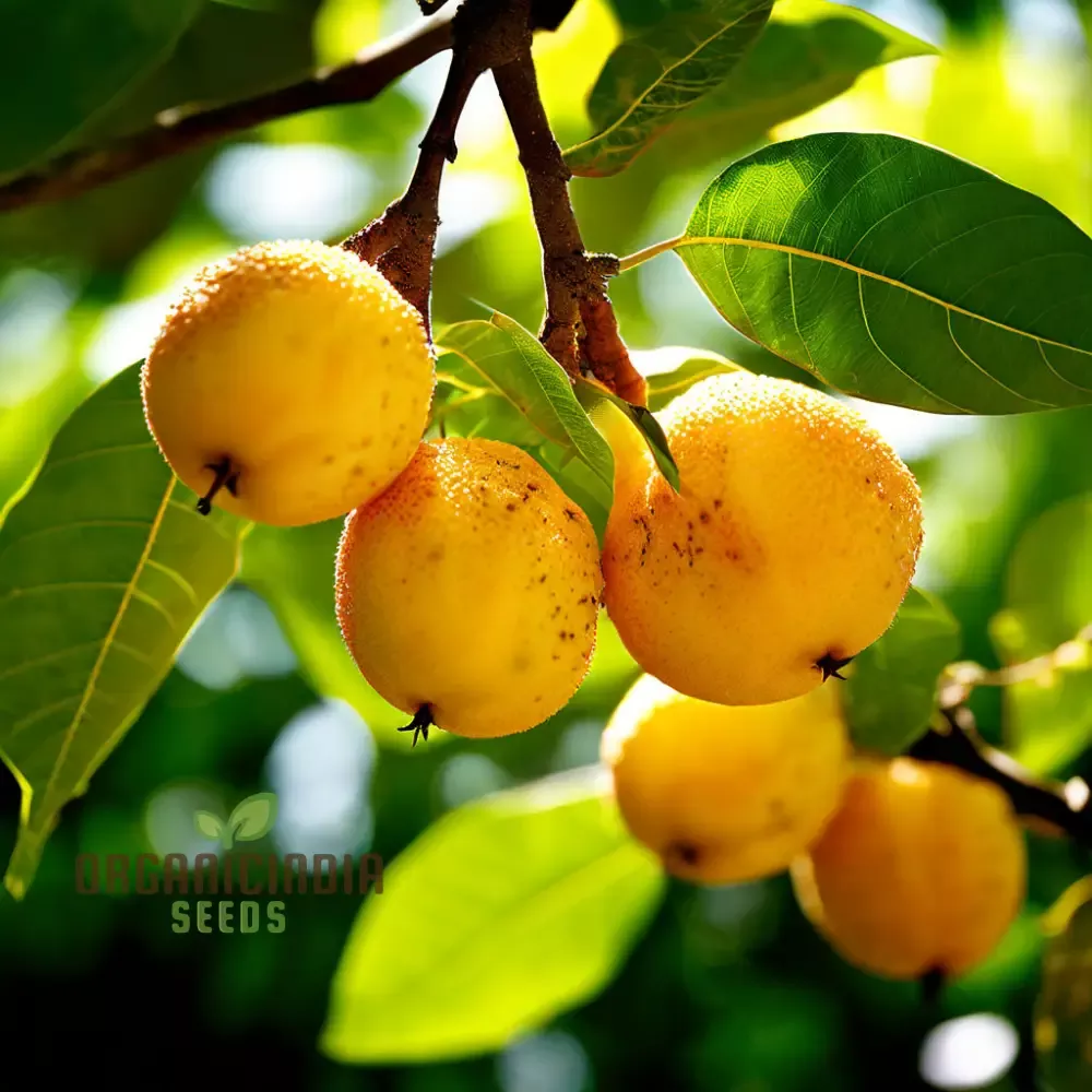 abiu-fruit-seeds-planting-cultivate-your-tropical-garden-with-exotic-fruit-seeds Abiu Fruit Seeds for Planting, Cultivate Your Tropical Garden with Exotic Fruit Seeds