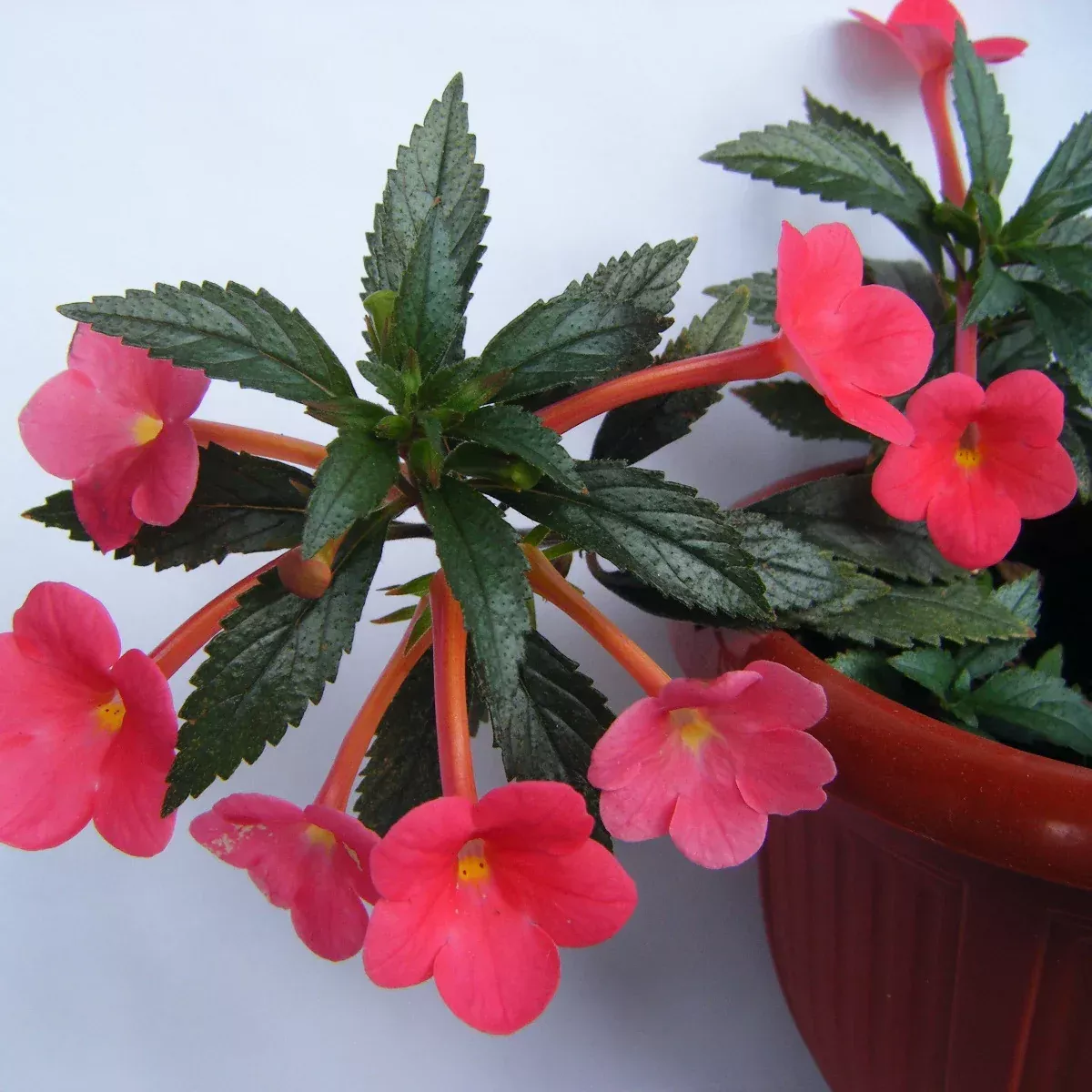 achimenes-s-sunburst-northwood-flower-seeds-exquisite-blooms-to-brighten-your-ga Achimenes 'S Sunburst Northwood Flower Seeds, Exquisite Blooms to Brighten Your Garden