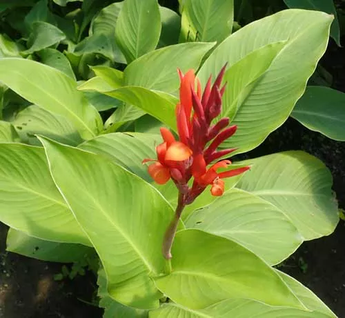 achira-canna-edulis-potted-plant-organic Achira (Canna edulis), potted plant, organic