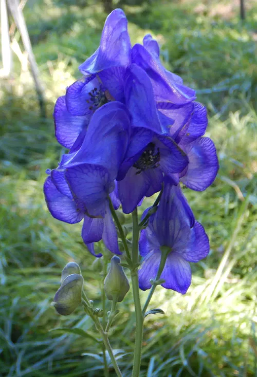 aconite-chinese-aconitum-carmichaeli-packet-30-seeds Aconite, Chinese (Aconitum carmichaeli), packet of 30 seeds