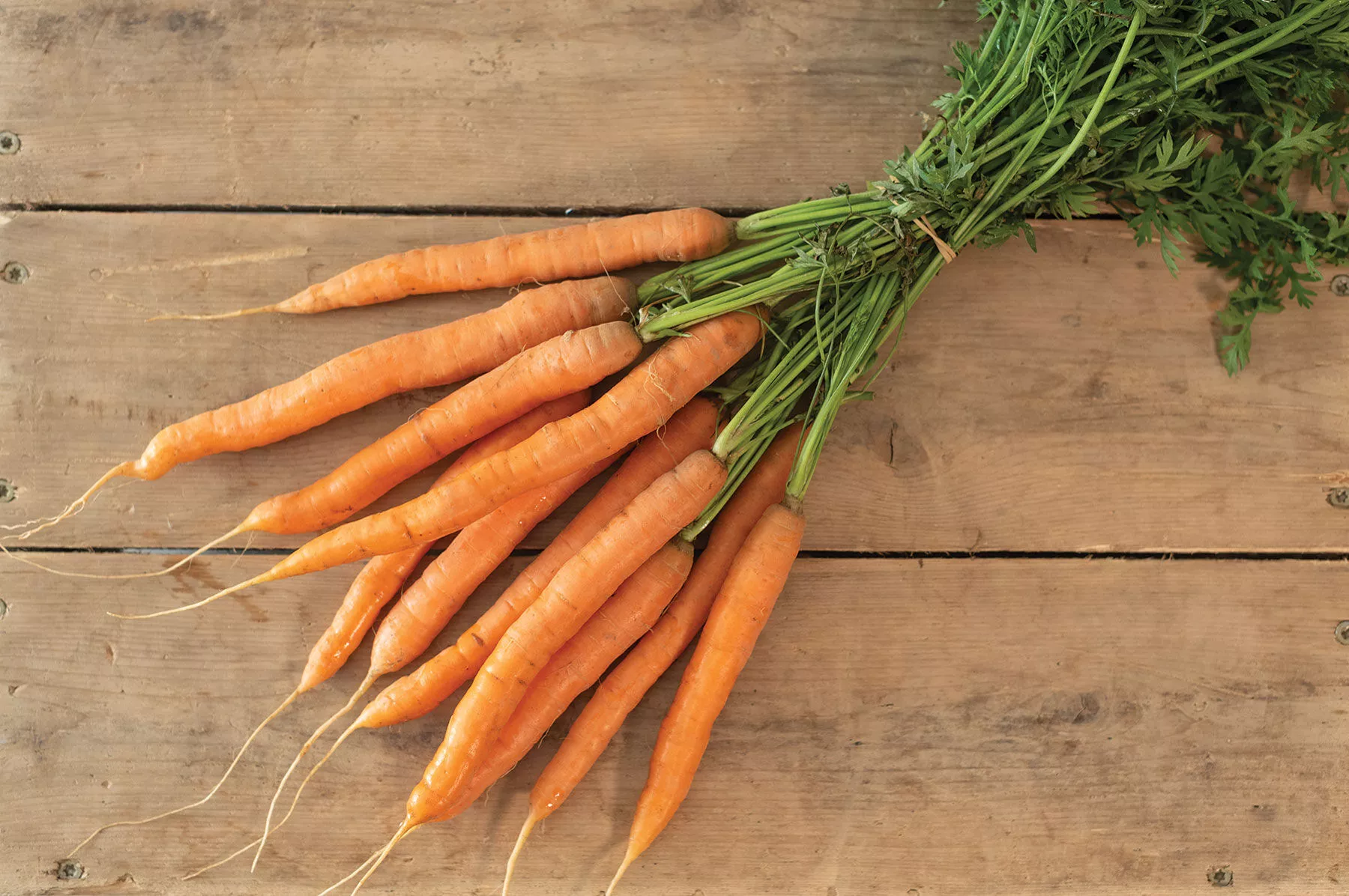 adana-f1-carrot-seed Adana (F1) Carrot Seed