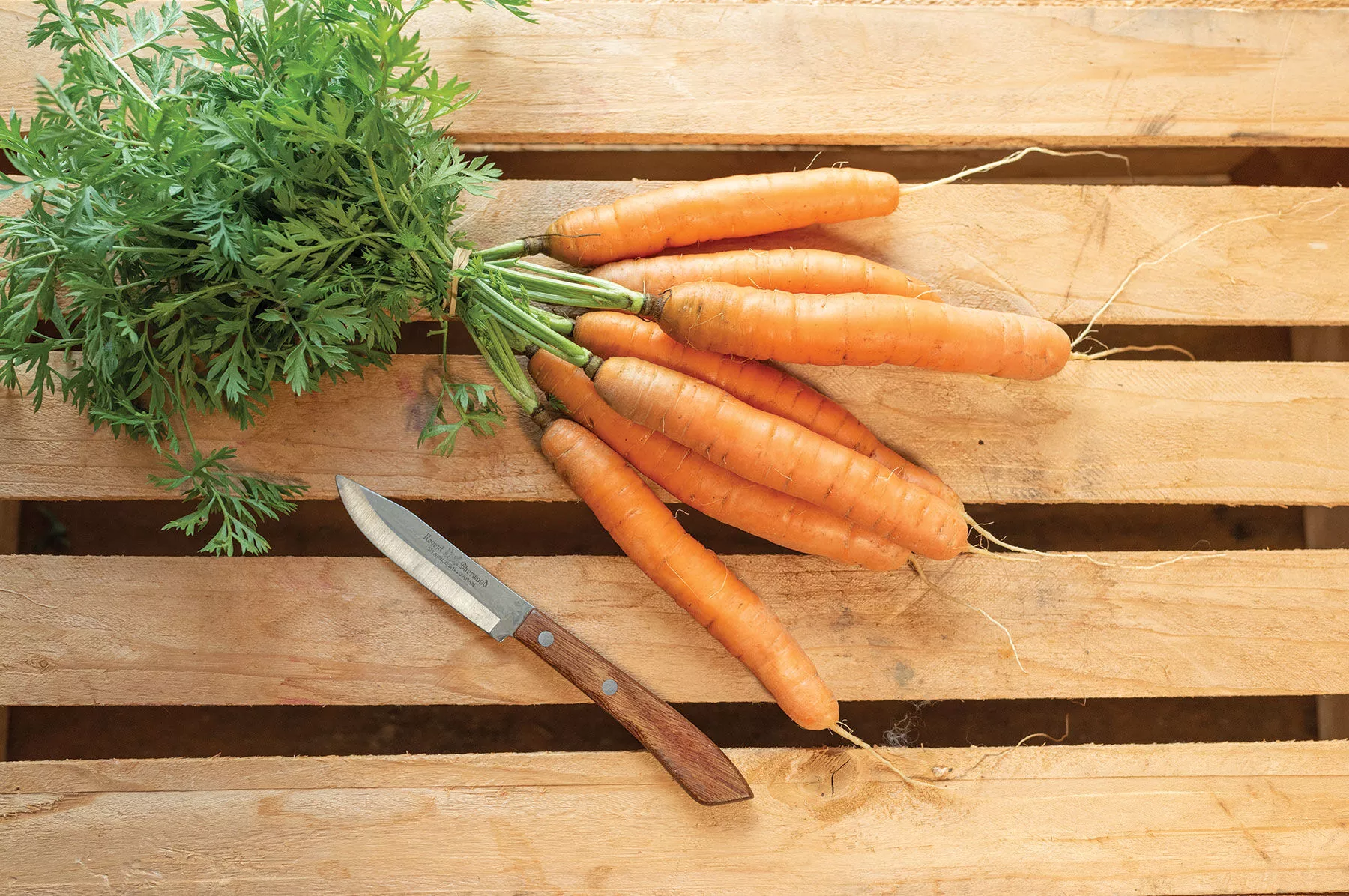 adelaide-f1-carrot-seed Adelaide (F1) Carrot Seed