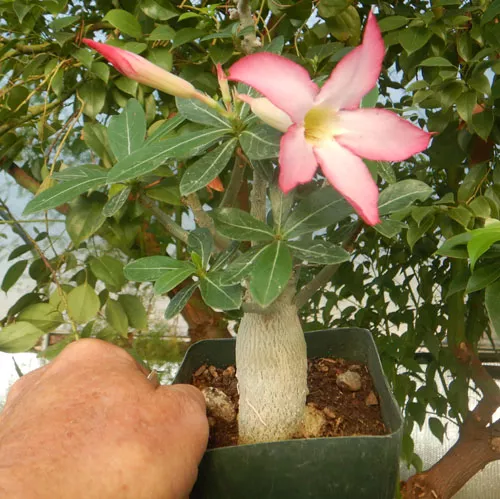 adenium-desert-rose-adenium-obesum-packet-10-seeds Adenium “Desert Rose” (Adenium obesum), packet of 10 seeds
