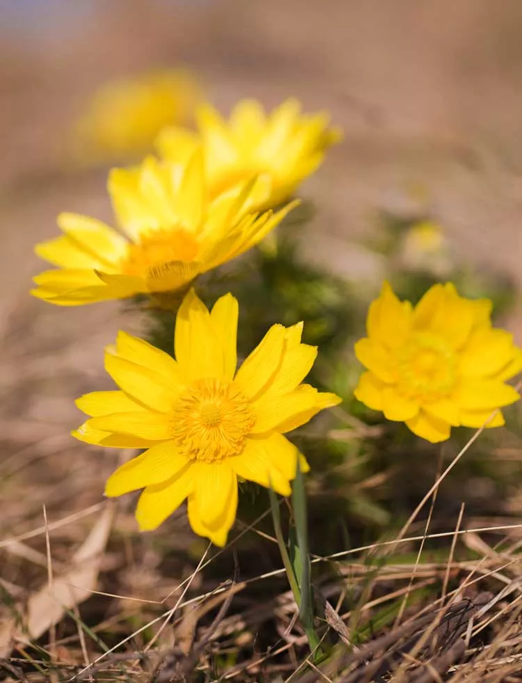 adonis-spring-adonis-vernalis-packet-10-seeds Adonis, Spring (Adonis vernalis), packet of 10 seeds