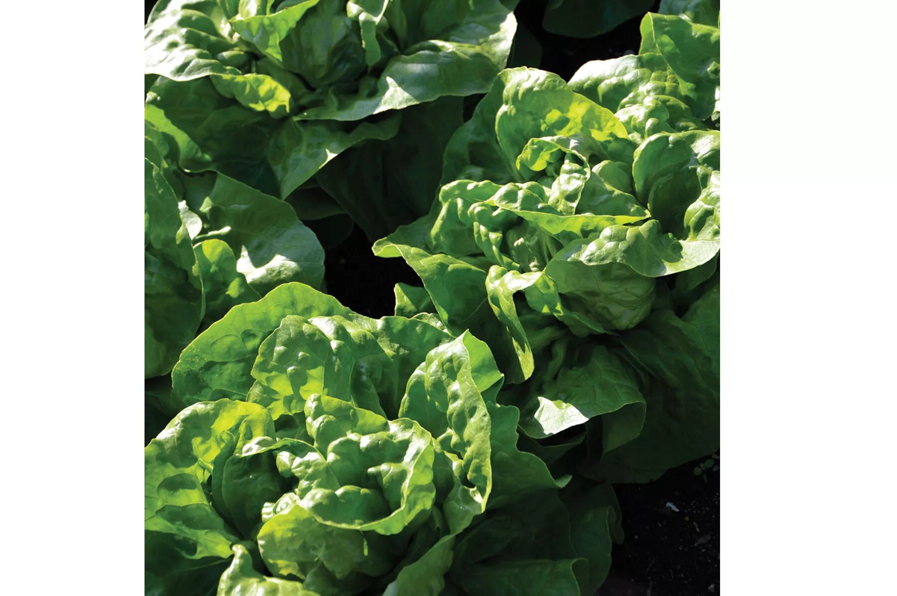adriana-lettuce-seed Adriana Lettuce Seed