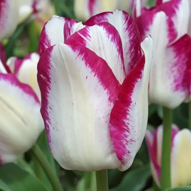 affaire-tulip-bulbs ‘Affaire’ Tulip Bulbs