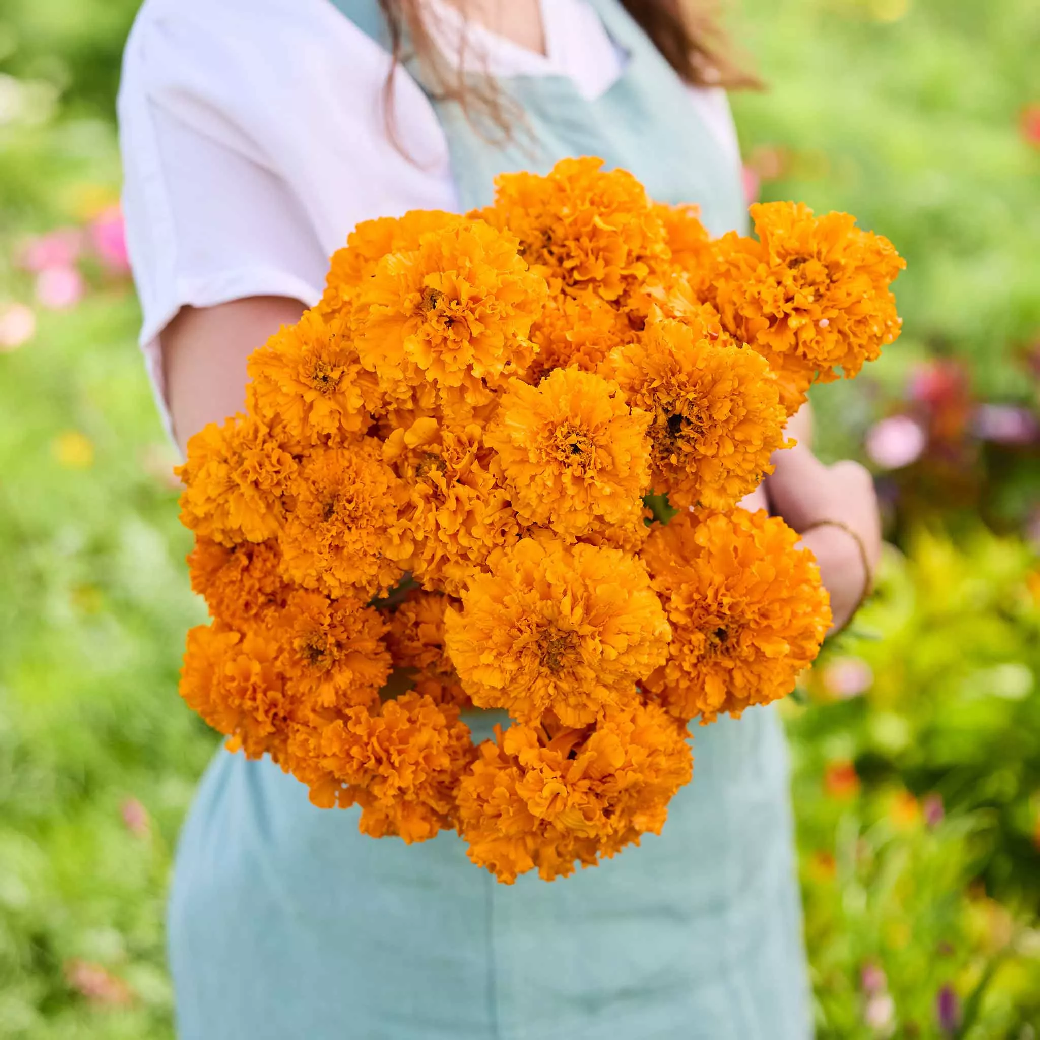 African Marigold Seeds - Mandarin