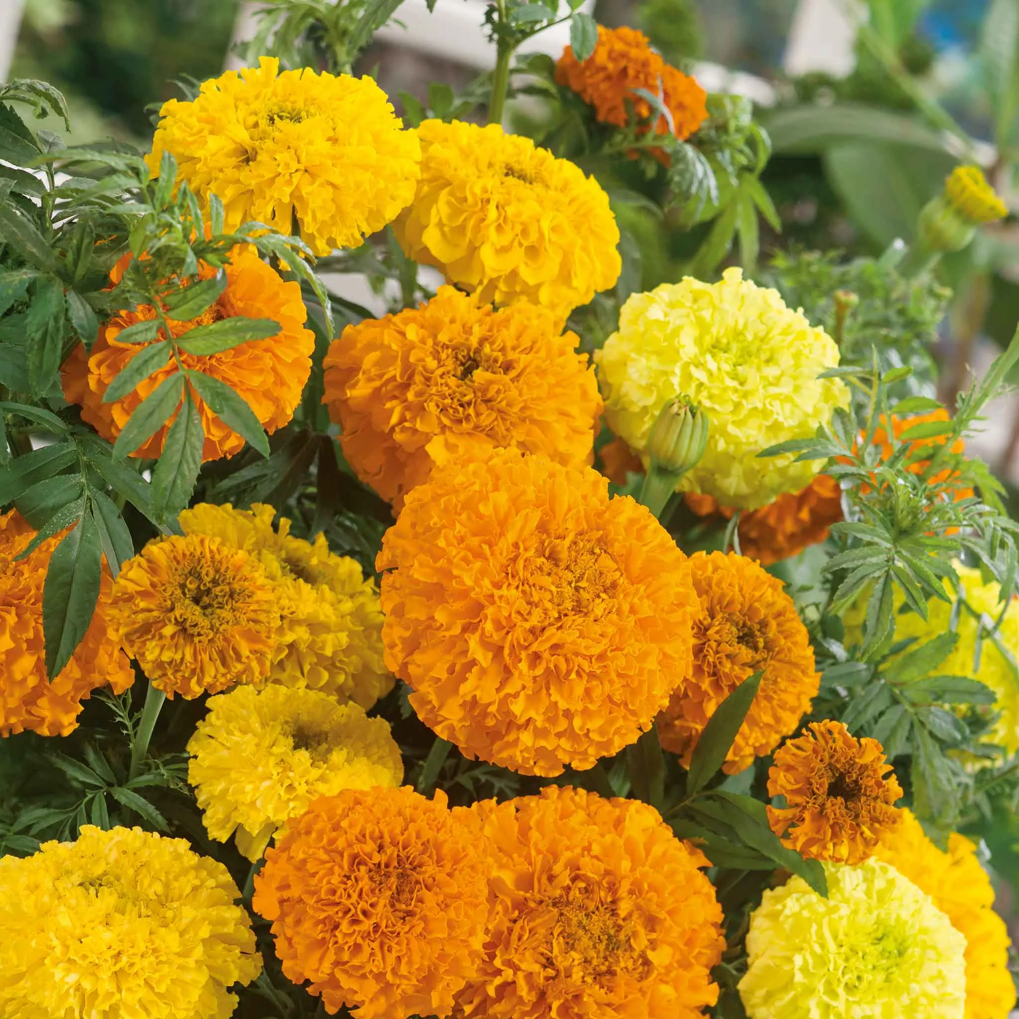 African Marigold Seeds - Sugar & Spice