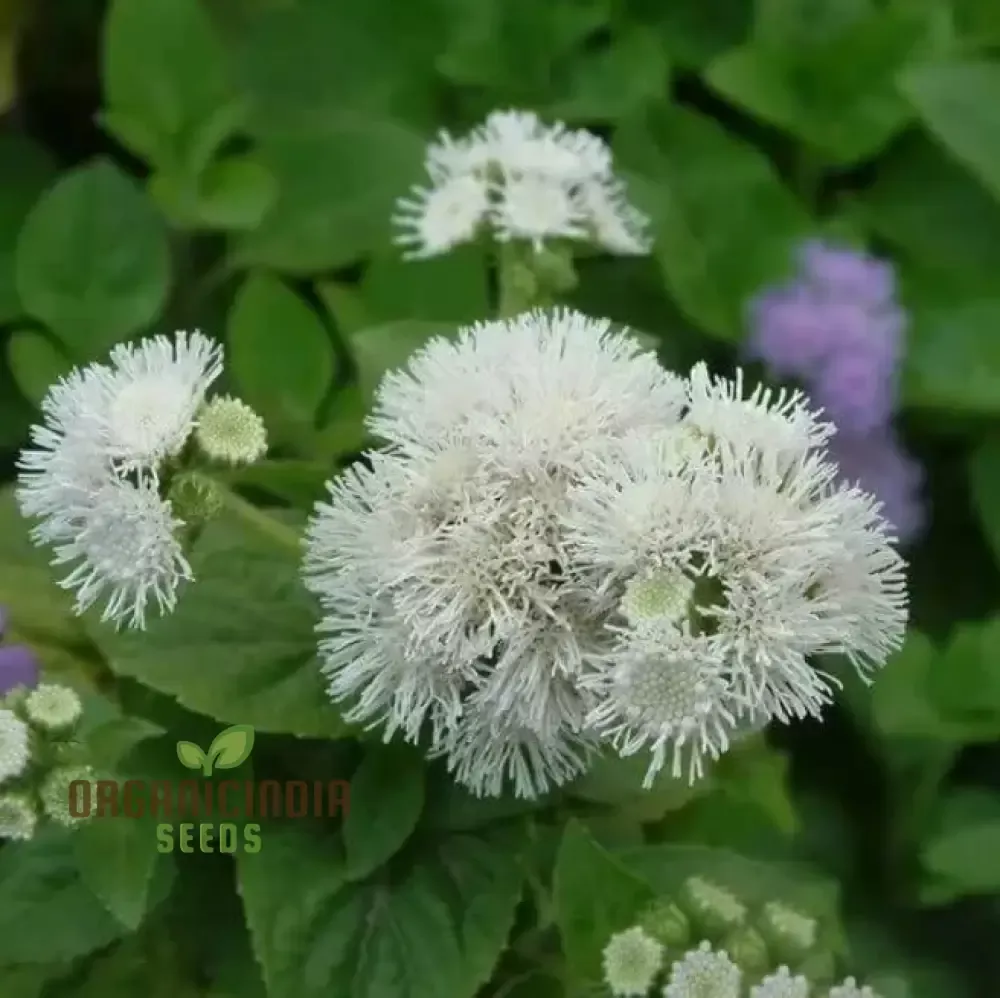 ageratum-ball-white-seeds-elevate-your-gardening-experience-with-beautiful-bloom Ageratum - Ball White Seeds: Elevate Your Gardening Experience with Beautiful, Blooming Flowers!