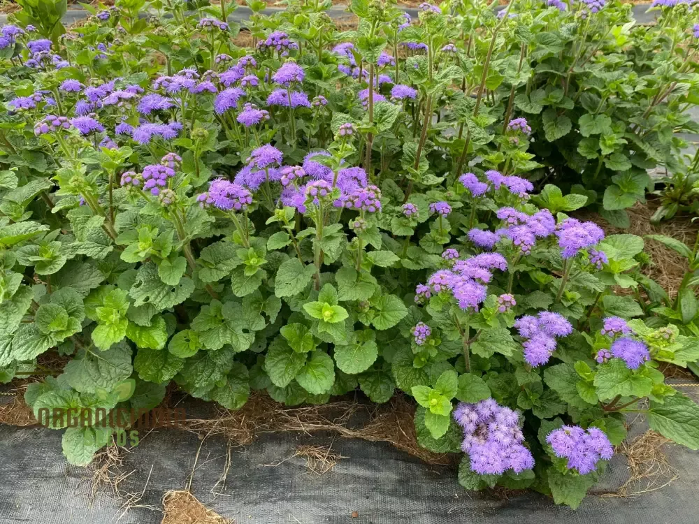 ageratum-blue-horizon-flower-seeds-premium-garden-seeds-vibrant-blooms-ideal-gar Ageratum Blue Horizon Flower Seeds, Premium Garden Seeds for Vibrant Blooms, Ideal for Gardening