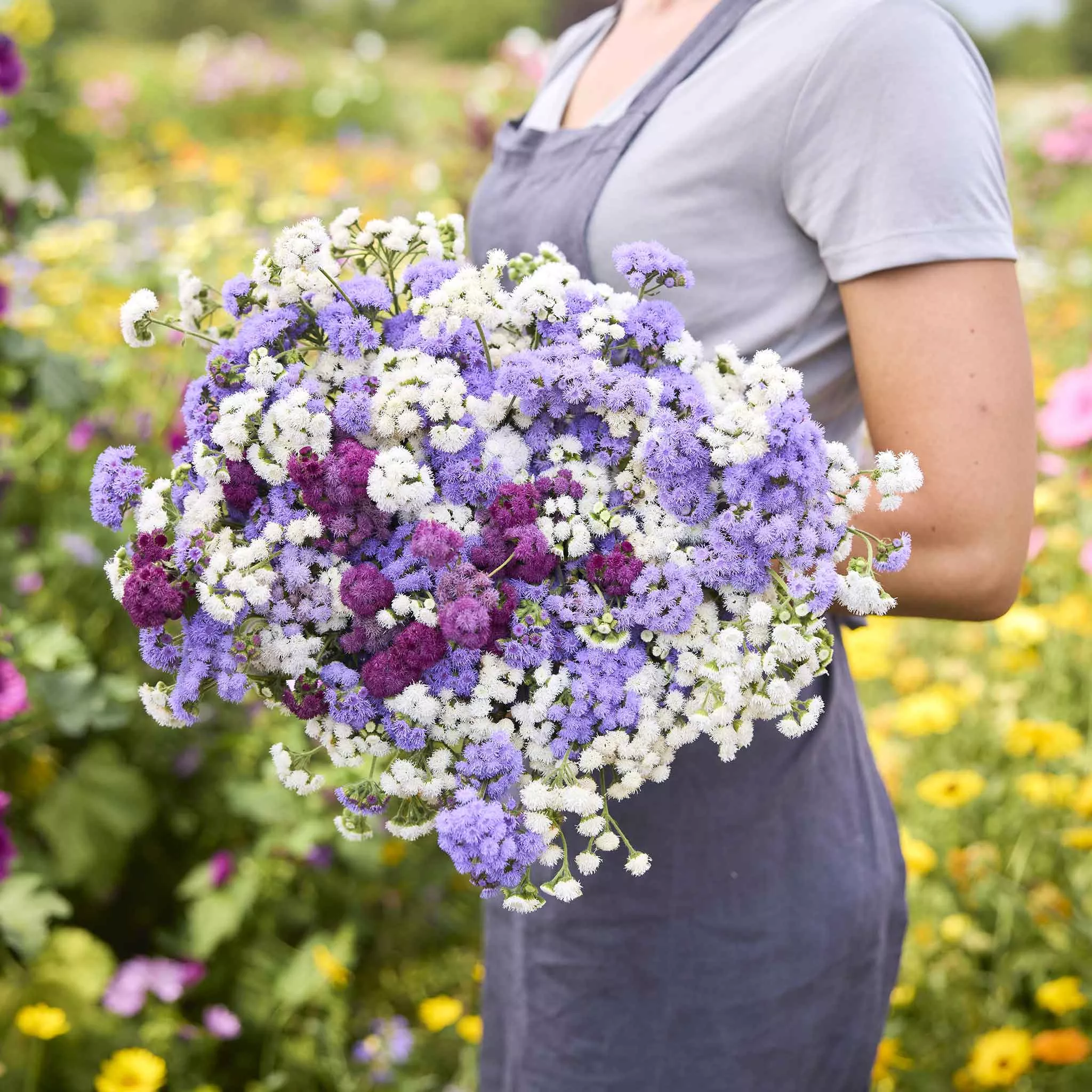 Ageratum Seeds - Tall Cut Flower Mix