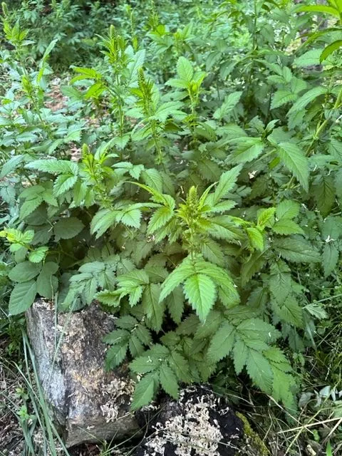 agrimony-common-agrimonia-eup-packet-10-seeds-organic Agrimony, Common (Agrimonia eup.) packet of 10 seeds, organic