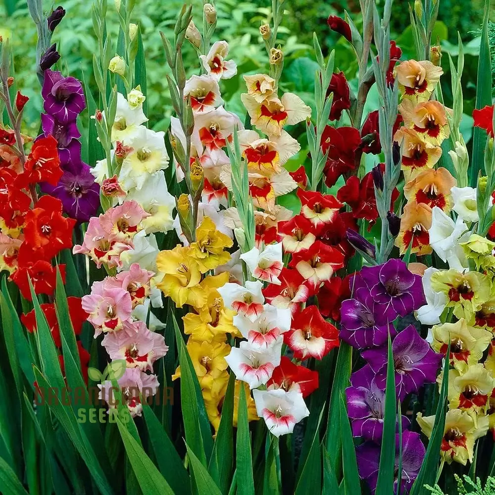 agro-acres-gladiolus-mixed-flower-seeds-planting-gardening-guide-vibrant-blooms Agro Acres Gladiolus Mixed Flower Seeds For Planting and Gardening Guide for Vibrant Blooms