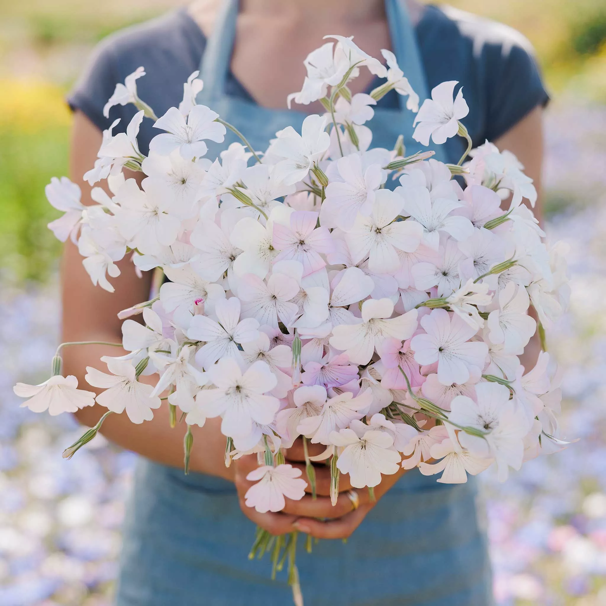Agrostemma Seeds - Light Rose