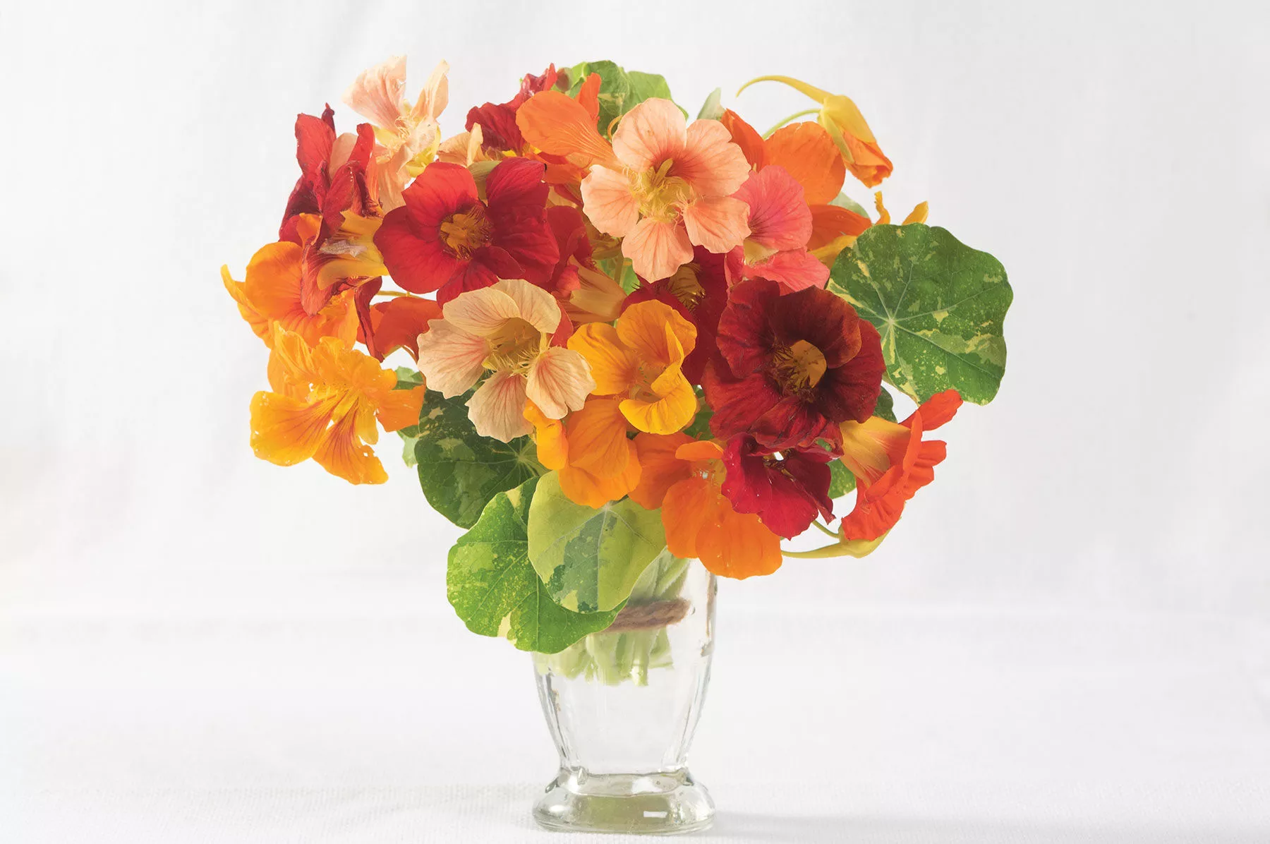 Alaska Mix Nasturtium Seed
