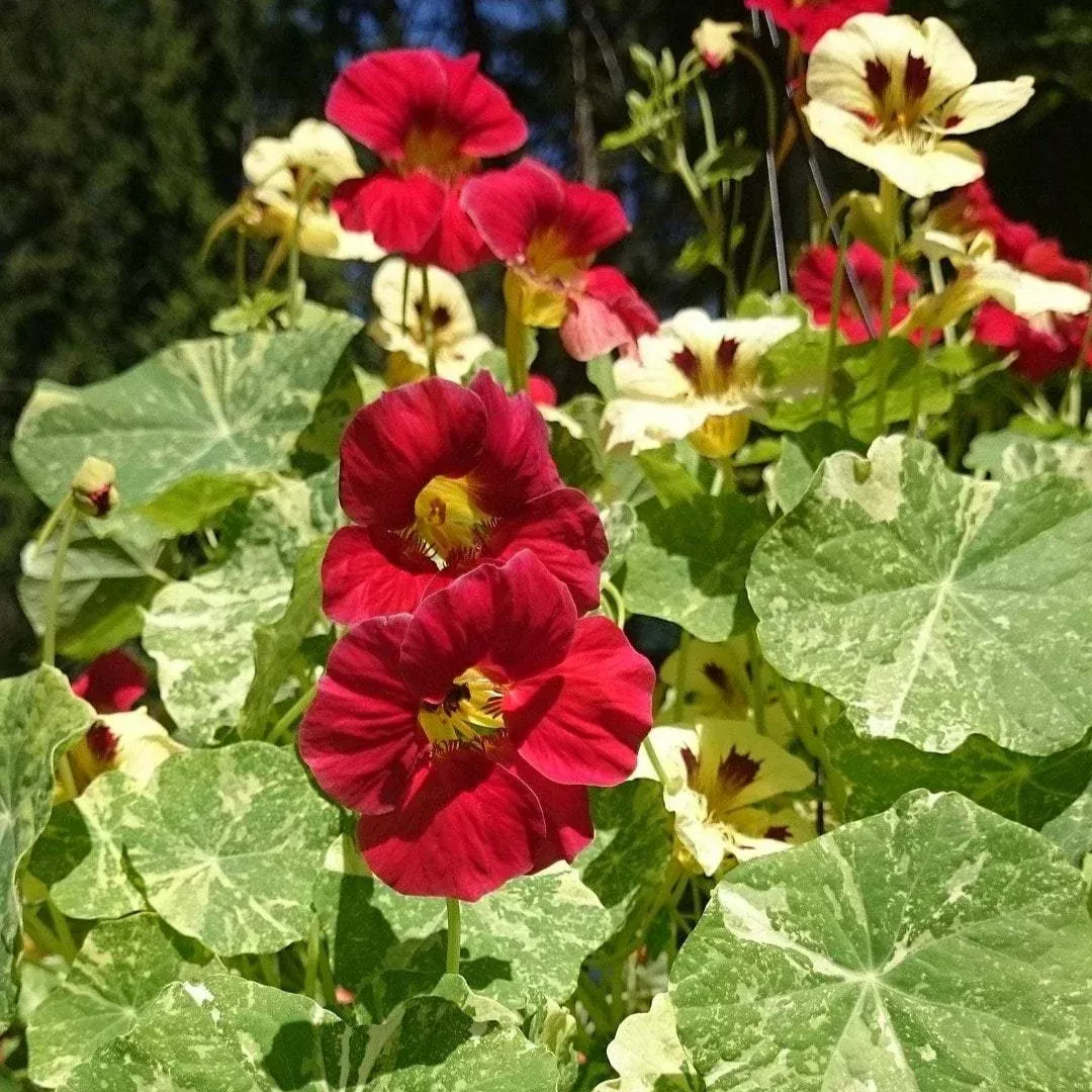 Alaska Mix Nasturtium seeds