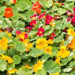 Alaska Mix Nasturtium