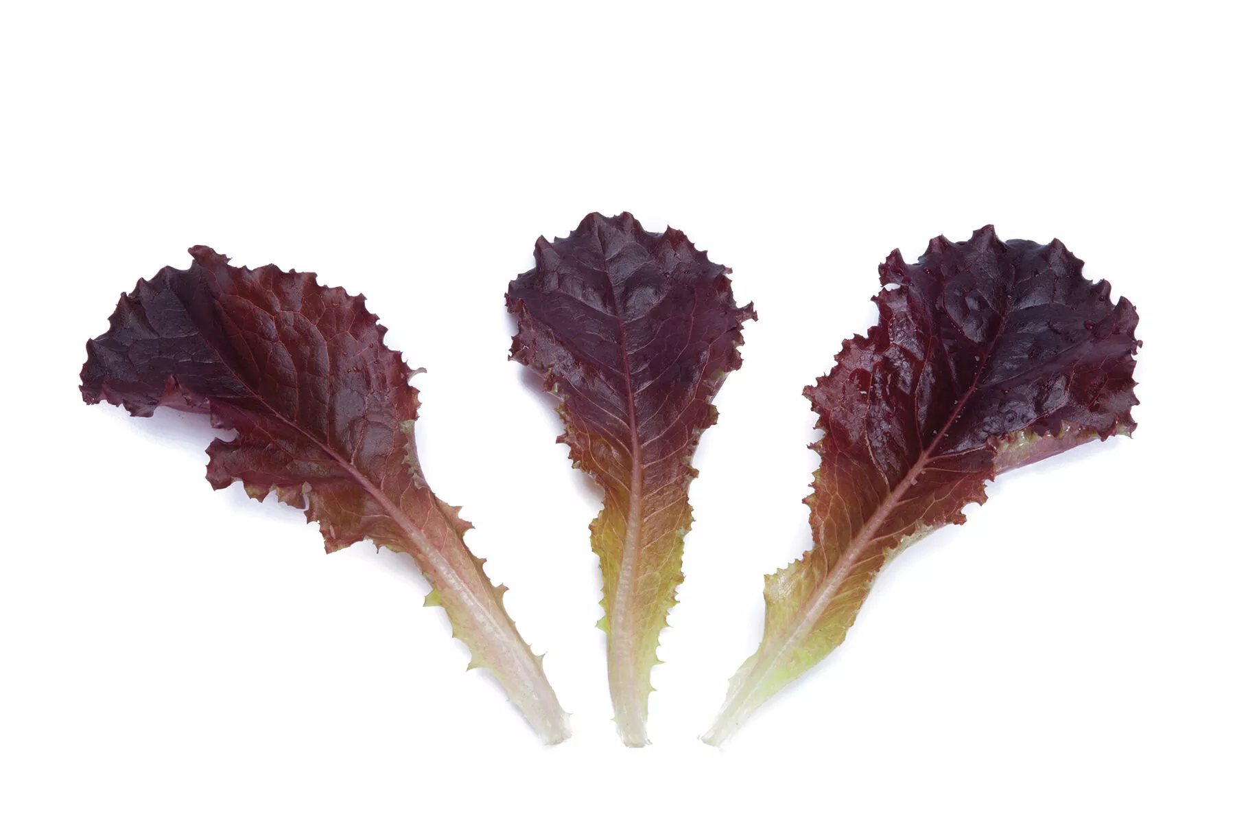 alboreto-lettuce-seed Alboreto Lettuce Seed