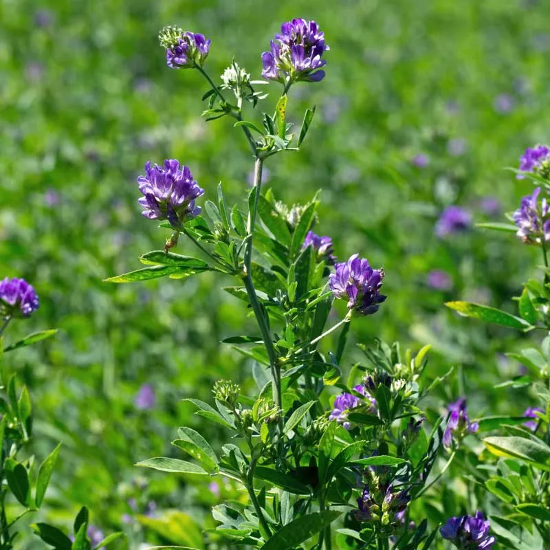 alfalfa-medicago-sativa-seeds-organic Alfalfa (Medicago sativa) seeds, organic