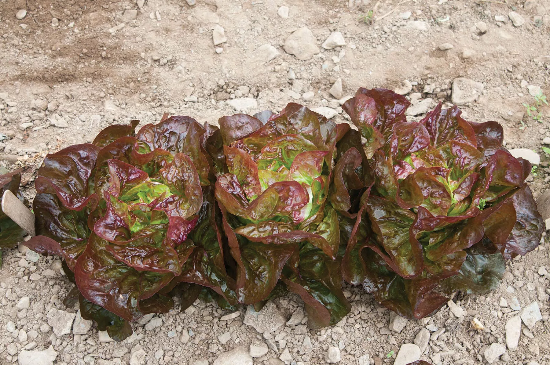 alkindus-organic-lettuce-seed Alkindus Organic Lettuce Seed