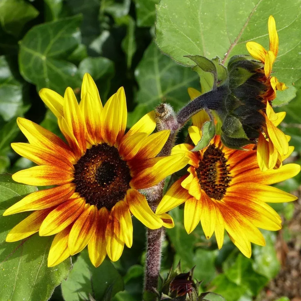 All Sorts Mix Sunflower Seeds
