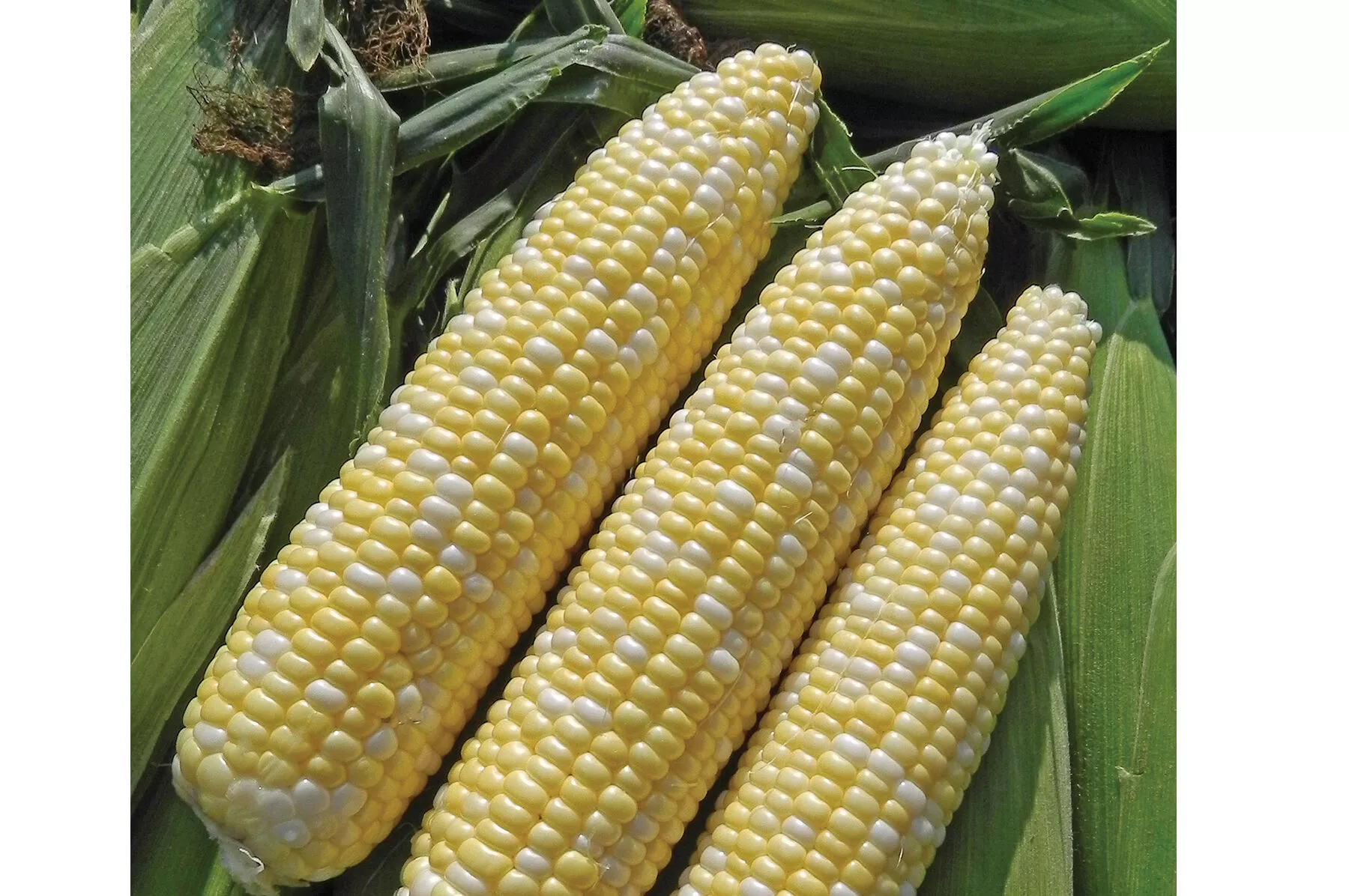 Allure (F1) Corn Seed