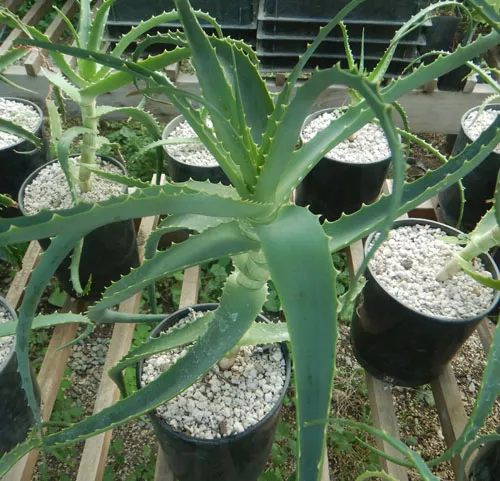 aloe-arborescens-aloe-arborescens-plant-gallon-size-organic Aloe arborescens (Aloe arborescens) plant, gallon size, organic