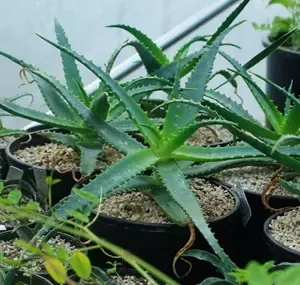 aloe-arborescens-aloe-arborescens-potted-plant-quart-size-organic Aloe arborescens (Aloe arborescens) Potted Plant, quart size, organic