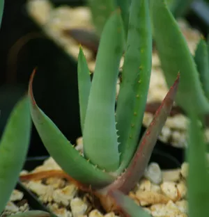 aloe-castanea-cat-s-tail-aloe-plant-organic Aloe castanea (Cat’s Tail Aloe) plant, organic