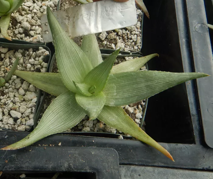 Aloe, Deltoid (Aloe deltoideodonta var. candicans), plant