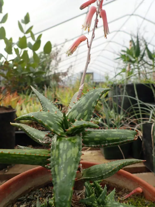 Aloe jucunda plant, organic