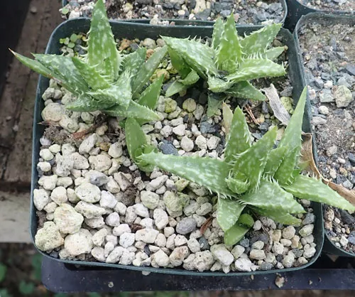 Aloe juvenna (Tiger-tooth Aloe) plant, organic