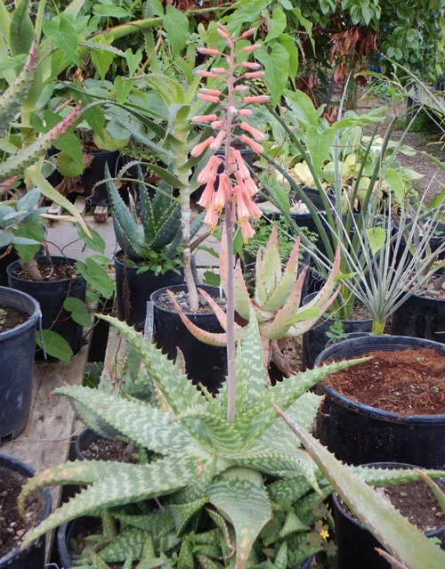 Aloe macrocarpa (Zebra Aloe) plant, quart size, organic