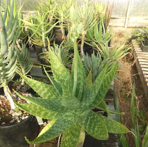 Aloe maculata (Soap Aloe, Zebra Aloe) plant, quart size, organic